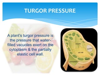 A plant’s turgor pressure is
the pressure that water-
filled vacuoles exert on the
cytoplasm & the partially
elastic cell wall.
TURGOR PRESSURE
 