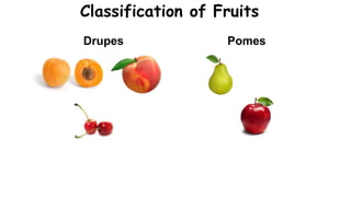 Classification of Fruits
Drupes Pomes
 