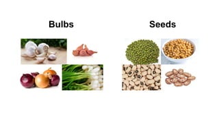 Bulbs Seeds
 