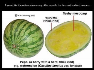 A pepo, like the watermelon or any other squash, is a berry with a hard exocarp.
 