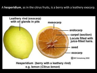A hesperidium, as in the citrus fruits, is a berry with a leathery exocarp.
 