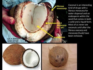 Coconut is an interesting
kind of drupe with a
fibrous mesocarp for
water dispersal and an
endosperm within the
seed that comes in both
a solid and a liquid form.
Most of us never see
coconuts until after the
fibrous exocarp and
mesocarp (husk) have
been removed.
 