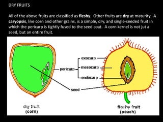 drupe
caryopsis
DRY FRUITS
All of the above fruits are classified as fleshy. Other fruits are dry at maturity. A
caryopsis, like corn and other grains, is a simple, dry, and single-seeded fruit in
which the pericarp is tightly fused to the seed coat. A corn kernel is not jut a
seed, but an entire fruit.
 