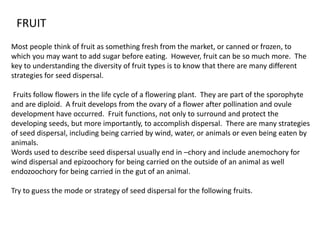 Most people think of fruit as something fresh from the market, or canned or frozen, to
which you may want to add sugar before eating. However, fruit can be so much more. The
key to understanding the diversity of fruit types is to know that there are many different
strategies for seed dispersal.
Fruits follow flowers in the life cycle of a flowering plant. They are part of the sporophyte
and are diploid. A fruit develops from the ovary of a flower after pollination and ovule
development have occurred. Fruit functions, not only to surround and protect the
developing seeds, but more importantly, to accomplish dispersal. There are many strategies
of seed dispersal, including being carried by wind, water, or animals or even being eaten by
animals.
Words used to describe seed dispersal usually end in –chory and include anemochory for
wind dispersal and epizoochory for being carried on the outside of an animal as well
endozoochory for being carried in the gut of an animal.
Try to guess the mode or strategy of seed dispersal for the following fruits.
FRUIT
 