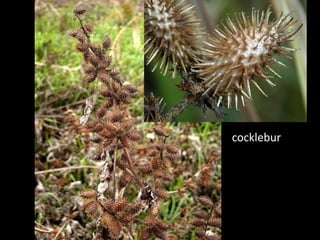 cocklebur
 