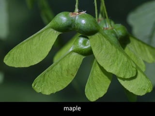 maple
 