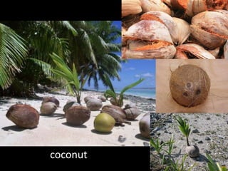 coconut
 