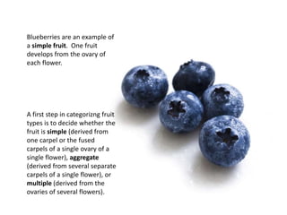 Blueberries are an example of
a simple fruit. One fruit
develops from the ovary of
each flower.
A first step in categorizng fruit
types is to decide whether the
fruit is simple (derived from
one carpel or the fused
carpels of a single ovary of a
single flower), aggregate
(derived from several separate
carpels of a single flower), or
multiple (derived from the
ovaries of several flowers).
 