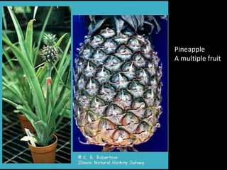 Pineapple
A multiple fruit
 