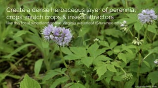 Shawnee Insect Food forests: fruit & nut tree guilds | PDF