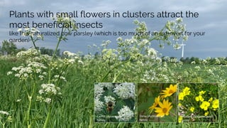 Extroverted Flower Food forests: fruit & nut tree guilds | PDF