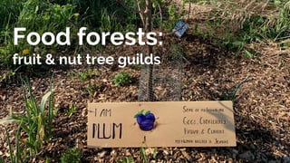 Food forests:
fruit & nut tree guilds
 