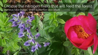 Choose the nitrogen fixers that will feed the forest
like blue false indigo, which butterflies also adore
 
