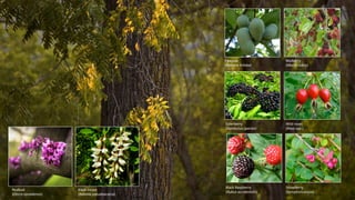 Mulberry		
(Morus	rubra)	
Elderberry		
(Sambucus	species)	
Redbud		
(Cercis	canadensis)		
Black	locust		
(Robinia	pseudoac...