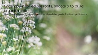 Diego	Chiu,	Flickr	
Grow down for edible roots, shoots & to build
organic matter
like Chinese leeks (garlic chives) that a...