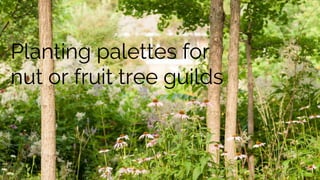 Planting palettes for
nut or fruit tree guilds
 
