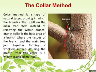 The Collar Method 
Collar method is a type of 
natural target pruning in which 
the branch collar is left on the 
main tree stem instead of 
removing the whole branch. 
Branch collar is the base area of 
a branch where the tissues of 
the branch and the main tree 
join together forming a 
wrinkled surface. Pruning the 
branch from this collar is a 
widely practiced method. 
 