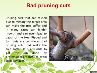Bad pruning cuts 
Pruning cuts that are caused 
due to missing the target area 
can make the tree suffer and 
in many cases can hinder 
growth and can even lead to 
death of the tree. Ripped and 
torn cuts are considered bad 
pruning cuts that make the 
tree suffer. It is advisable to 
get the job done by 
professional arborists to avoid 
such damages. 
 