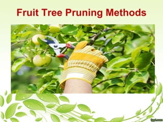 Fruit Tree Pruning Methods 
 