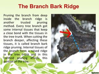The Branch Bark Ridge 
Pruning the branch from deep 
inside the branch ridge is 
another trusted pruning 
method. Every tr...