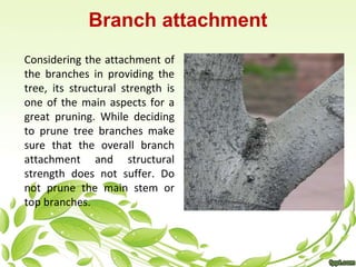 Branch attachment 
Considering the attachment of 
the branches in providing the 
tree, its structural strength is 
one of ...