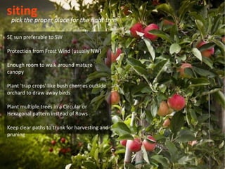 siting
 pick the proper place for the right tree

SE sun preferable to SW

Protection from Frost Wind (usually NW)

Enough room to walk around mature
canopy

Plant 'trap crops' like bush cherries outside
orchard to draw away birds

Plant multiple trees in a Circular or
Hexagonal pattern instead of Rows

Keep clear paths to trunk for harvesting and
pruning
 