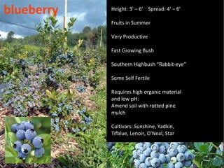 blueberry   Height: 3' – 6' Spread: 4' – 6'

            Fruits in Summer

            Very Productive

            Fast Growing Bush

            Southern Highbush “Rabbit-eye”

            Some Self Fertile

            Requires high organic material
            and low pH:
            Amend soil with rotted pine
            mulch

            Cultivars: Sunshine, Yadkin,
            Tifblue, Lenoir, O'Neal, Star
 