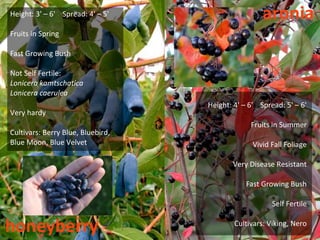 Height: 3' – 6' Spread: 4' – 5'                     aronia
Fruits in Spring

Fast Growing Bush

Not Self Fertile:
Lonicera kamtschatica
Lonicera caerulea
                                   Height: 4' – 6' Spread: 5' – 6'
Very hardy
                                                Fruits in Summer
Cultivars: Berry Blue, Bluebird,
Blue Moon, Blue Velvet                           Vivid Fall Foliage

                                          Very Disease Resistant

                                              Fast Growing Bush

                                                       Self Fertile


honeyberry                                 Cultivars: Viking, Nero
 