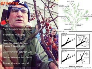 pruning
 the kindest cut




 Prune during dormant season

 Bloom Early, Prune Late

 Take Out:
 Dead, Damaged & Decayed
 Crossing & Weak Limbs

 Clean Your Tools Between Cuts

 Take no more than 1/3 of limbs

 Remove all pruned material
 