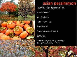 asian persimmon
Height: 10' – 15' Spread: 12' – 15'

Fruits in Autumn

Very Productive

Fast Growing Tree

Frost-Tolerant

Few Pests, Fewer Diseases

Self Fertile

Cultivars: Jiro, Wase Fuyu, Hachiya,
Gwang Yang, Tam Kam, Saijo
 