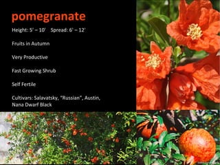 pomegranate
Height: 5' – 10' Spread: 6' – 12'

Fruits in Autumn

Very Productive

Fast Growing Shrub

Self Fertile

Cultivars: Salavatsky, “Russian”, Austin,
Nana Dwarf Black
 