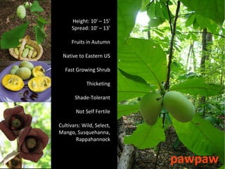 Height: 10' – 15'
      Spread: 10' – 13'

      Fruits in Autumn

 Native to Eastern US

   Fast Growing Shrub

            Thicketing

       Shade-Tolerant

        Not Self Fertile

Cultivars: Wild, Select,
Mango, Susquehanna,
        Rappahannock


                           pawpaw
 