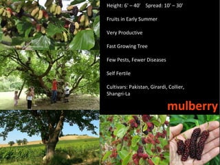Height: 6' – 40' Spread: 10' – 30'

Fruits in Early Summer

Very Productive

Fast Growing Tree

Few Pests, Fewer Diseases

Self Fertile

Cultivars: Pakistan, Girardi, Collier,
Shangri-La

                             mulberry
 