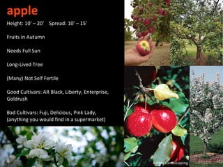 apple
Height: 10' – 20' Spread: 10' – 15'

Fruits in Autumn

Needs Full Sun

Long-Lived Tree

(Many) Not Self Fertile

Good Cultivars: AR Black, Liberty, Enterprise,
Goldrush

Bad Cultivars: Fuji, Delicious, Pink Lady,
(anything you would find in a supermarket)
 