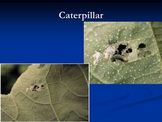 Caterpillar
 