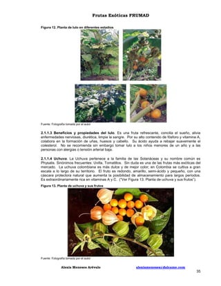 Frutas Exóticas FRUMAD
Figura 12. Planta de lulo en diferentes estadios

Fuente: Fotografía tomada por el autor

2.1.1.3 Beneficios y propiedades del lulo. Es una fruta refrescante, concilia el sueño, alivia
enfermedades nerviosas, diurética, limpia la sangre. Por su alto contenido de fósforo y vitamina A,
colabora en la formación de uñas, huesos y cabello. Su ácido ayuda a rebajar suavemente el
colesterol. No se recomienda sin embargo tomar lulo a los niños menores de un año y a las
personas con alergias o tensión arterial baja.
2.1.1.4 Uchuva. La Uchuva pertenece a la familia de las Solanáceas y su nombre común es
Physalis. Sinónimos frecuentes: Uvilla, Tomatillos. Sin duda es una de las frutas más exóticas del
mercado. La uchuva colombiana es más dulce y de mejor color; en Colombia se cultiva a gran
escala a lo largo de su territorio. El fruto es redondo, amarillo, semi-ácido y pequeño, con una
cáscara protectora natural que aumenta la posibilidad de almacenamiento para largos períodos.
Es extraordinariamente rica en vitaminas A y C. (“Ver Figura 13. Planta de uchuva y sus frutos”).
Figura 13. Planta de uchuva y sus frutos

Fuente: Fotografía tomada por el autor

Alexis Meneses Arévalo

alexismeneses@dalcame.com

35

 