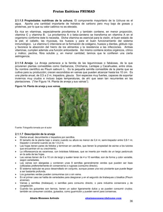 Frutas Exóticas FRUMAD
2.1.1.5 Propiedades nutritivas de la uchuva. El componente mayoritario de la Uchuva es el
agua. Aporta una cantidad importante de hidratos de carbono pero muy baja de grasas y
proteínas, por lo que su valor calórico no es elevado.
Es rica en vitaminas, especialmente provitamina A y también contiene, en menor proporción,
vitamina C y vitamina B. La provitamina A o beta-caroteno se transforma en vitamina A en el
organismo conforme éste lo necesita. Dicha vitamina es esencial para la visión, el buen estado de
la piel, el cabello, las mucosas, los huesos y para el buen funcionamiento del sistema
inmunológico. La vitamina C interviene en la formación de colágeno, huesos y dientes, glóbulo rojo
y favorece la absorción del hierro de los alimentos y la resistencia a las infecciones. Ambas
vitaminas, cumplen además una función antioxidante. Así mismo contiene ácidos orgánicos, cítrico
y málico; pectina, fibra soluble y, en menor cantidad, taninos que le confieren una cierta
astringencia.
2.1.1.6 Arveja. La Arveja pertenece a la familia de las leguminosas o fabáceas, de la que
provienen plantas comestibles como Garbanzos, Chícharos, Lentejas y Cacahuates, entre otras.
Su nombre científico es Pisum sativum L. Es la pequeña semilla comestible de la planta que se
cultiva para su producción; crecen escondidos en vainas que pueden alcanzar hasta los 10 cm. Es
una planta anual, de 0,5 a 2 m, trepadora, glauca. Son especies muy fuertes, capaces de soportar
inviernos muy crudos e incluso bajas temperaturas, de ahí que sean tan recurrentes en las
plantaciones. (“Ver Figura 14. Planta de arveja y sus vainas”).
Figura 14. Planta de arveja y sus vainas

Fuente: Fotografía tomada por el autor

2.1.1.7 Descripción de la arveja












Hierba anual, decumbente o trepadora por zarcillos.
El tamaño de la planta bajo o enano cuando su altura es menor de 0,4 m; semi-trepador entre 0,8-1 m;
trepador o enrame cuando es de 1,5-2 m.
Las hojas tienen pares de foliolos y terminan en zarcillos, que tienen la propiedad de asirse a los tutores
que encuentran en su crecimiento.
La inflorescencia es racemosa, con brácteas foliáceas, que se inserta por medio de un largo pedúnculo
en la axila de las hojas.
Las vainas tienen de 5 a 10 cm de largo y suelen tener de 4 a 10 semillas; son de forma y color variable,
según variedades.
Las vainas son alargadas y contienen unas 8 semillas generalmente verdes que pueden ser lisas
(utilizadas preferentemente en conservería) o rugosas (consumo directo).
El sistema radicular es poco desarrollado en conjunto, aunque posee una raíz pivotante que puede llegar
a ser bastante profunda.
Los guisantes verdes pueden consumirse con o sin vaina.
En el primer caso se habla de variedades para desgranar y en el segundo de tirabeques o bisaltos (Pisum
arvense).
Vainas y semillas (tirabeque), o semillas para consumo directo, o para industria conservera y de
congelación.
Cuando los guisantes son tiernos, tienen un sabor ligeramente dulce y se pueden consumir crudos;
también se consumen cocidos, guisados, como guarnición y pueden servir para conservas.
Alexis Meneses Arévalo

alexismeneses@dalcame.com

36

 