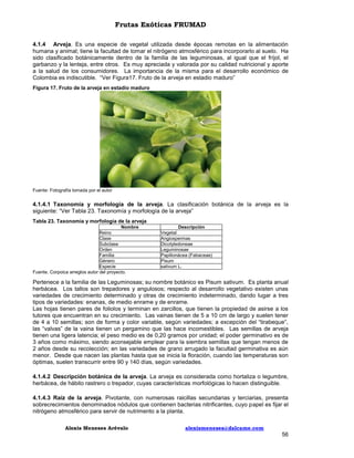 Frutas Exóticas FRUMAD
4.1.4 Arveja. Es una especie de vegetal utilizada desde épocas remotas en la alimentación
humana y animal; tiene la facultad de tomar el nitrógeno atmosférico para incorporarlo al suelo. Ha
sido clasificado botánicamente dentro de la familia de las leguminosas, al igual que el fríjol, el
garbanzo y la lenteja, entre otros. Es muy apreciada y valorada por su calidad nutricional y aporte
a la salud de los consumidores. La importancia de la misma para el desarrollo económico de
Colombia es indiscutible. “Ver Figura17. Fruto de la arveja en estadio maduro”
Figura 17. Fruto de la arveja en estadio maduro

Fuente: Fotografía tomada por el autor

4.1.4.1 Taxonomía y morfología de la arveja. La clasificación botánica de la arveja es la
siguiente: “Ver Tabla 23. Taxonomía y morfología de la arveja”
Tabla 23. Taxonomía y morfología de la arveja
Nombre
Reino
Clase
Subclase
Orden
Familia
Género
Especie
Fuente. Corpoica arreglos autor del proyecto.

Descripción
Vegetal
Angiospermas
Dicotyledoneae
Leguminosae
Papilionácea (Fabaceae)
Pisum
sativum L.

Pertenece a la familia de las Leguminosas; su nombre botánico es Pisum sativum. Es planta anual
herbácea. Los tallos son trepadores y angulosos; respecto al desarrollo vegetativo existen unas
variedades de crecimiento determinado y otras de crecimiento indeterminado, dando lugar a tres
tipos de variedades: enanas, de medio enrame y de enrame.
Las hojas tienen pares de foliolos y terminan en zarcillos, que tienen la propiedad de asirse a los
tutores que encuentran en su crecimiento. Las vainas tienen de 5 a 10 cm de largo y suelen tener
de 4 a 10 semillas; son de forma y color variable, según variedades; a excepción del “tirabeque”,
las “valvas” de la vaina tienen un pergamino que las hace incomestibles. Las semillas de arveja
tienen una ligera latencia; el peso medio es de 0,20 gramos por unidad; el poder germinativo es de
3 años como máximo, siendo aconsejable emplear para la siembra semillas que tengan menos de
2 años desde su recolección; en las variedades de grano arrugado la facultad germinativa es aún
menor. Desde que nacen las plantas hasta que se inicia la floración, cuando las temperaturas son
óptimas, suelen transcurrir entre 90 y 140 días, según variedades.
4.1.4.2 Descripción botánica de la arveja. La arveja es considerada como hortaliza o legumbre,
herbácea, de hábito rastrero o trepador, cuyas características morfológicas lo hacen distinguible.
4.1.4.3 Raíz de la arveja. Pivotante, con numerosas raicillas secundarias y terciarias, presenta
sobrecrecimientos denominados nódulos que contienen bacterias nitrificantes, cuyo papel es fijar el
nitrógeno atmosférico para servir de nutrimento a la planta.
Alexis Meneses Arévalo

alexismeneses@dalcame.com

56

 