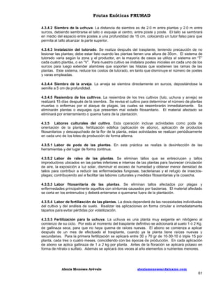 Frutas Exóticas FRUMAD
4.3.4.2 Siembra de la uchuva. La distancia de siembra es de 2.0 m entre plantas y 2.0 m entre
surcos, debiendo sembrarse el tallo o esqueje al centro, entre poste y poste. El tallo se sembrará
en medio del espacio entre postes a una profundidad de 15 cm, colocando un tutor falso para que
permita al tallo alcanzar la parte superior.
4.3.4.3 Instalación del tutorado. Se realiza después del trasplante, teniendo precaución de no
lesionar las plantas; debe estar listo cuando las plantas tienen una altura de 30cm. El sistema de
tutorado varía según la zona y el productor, en la mayoría de casos se utiliza el sistema en “T”
cada cuatro plantas, o en “V”. Para nuestro cultivo se instalara postes iniciales en cada uno de los
surcos para luego extender alambres que soporten las hilazas que sostienen las ramas de las
plantas. Este sistema, reduce los costos de tutorado, en tanto que disminuye el número de postes
y varas empleadas.
4.3.4.4 Siembra de la arveja. La arveja se siembra directamente en surcos, depositándose la
semilla a 5 cm de profundidad.
4.3.4.5 Resiembra de los cultivos. La resiembra de los tres cultivos (lulo, uchuva y arveja) se
realizará 15 días después de la siembra. Se revisa el cultivo para determinar el número de plantas
muertas o enfermas por el ataque de plagas, las cuales se resembrarán inmediatamente. Se
eliminarán plantas o esquejes que presenten mal estado fitosanitario. El material afectado se
eliminará por enterramiento o quema fuera de la plantación.
4.3.5 Labores culturales del cultivo. Esta operación incluye actividades como poda de
orientación de la planta, fertilización edáfica (aplicación de abono), aplicación de productos
fitosanitarios y descapuchado de la flor de la planta, estas actividades se realizan periódicamente
en cada uno de los lotes de producción de forma alterna.
4.3.5.1 Labor de poda de las plantas. En esta práctica se realiza la desinfección de las
herramientas y del lugar de forma continua.
4.3.5.2 Labor de raleo de las plantas. Se eliminan tallos que se entrecrucen y tallos
improductivos ubicados en las partes inferiores e internas de las plantas para favorecer circulación
de aire, la exposición a luz solar, disminuir el exceso de humedad y obtener menor densidad de
tallos para contribuir a reducir las enfermedades fungosas, bacterianas y el refugio de insectosplagas; contribuyendo así a facilitar las labores culturales y medidas fitosanitarias y la cosecha.
4.3.5.3 Labor fitosanitaria de las plantas. Se eliminan tallos afectados por plagas y
enfermedades principalmente aquellos con síntomas causados por bacterias. El material afectado
se corta en los entrenudos y deberá enterrarse o quemarse fuera de la plantación.
4.3.5.4 Labor de fertilización de las plantas. La dosis dependerá de las necesidades individuales
del cultivo y del análisis de suelo. Realizar las aplicaciones en forma circular e inmediatamente
taparlos para evitar pérdidas por volatilización.
4.3.5.5 Fertilización para la uchuva. La uchuva es una planta muy exigente en nitrógeno al
comienzo de su ciclo. Por esto al momento del trasplante definitivo se adicionará al suelo 1 ó 2 Kg.
de gallinaza seca, para que no haya quema de raíces nuevas. El abono se comienza a aplicar
después de un mes de efectuado el trasplante, cuando ya la planta tiene raíces nuevas y
secundarias. Para la primera fertilización se aplicará entre 30 y 70 gr de 10-30-10 ó triple 15 por
planta, cada tres o cuatro meses, coincidiendo con las épocas de producción. En cada aplicación
de abono se aplica gallinaza de 1 a 2 kg por planta. Antes de la floración se aplicará potasio en
forma de nitrato o sulfato. Además se aplicará dos veces al año elementos o nutrientes menores.

Alexis Meneses Arévalo

alexismeneses@dalcame.com

61

 