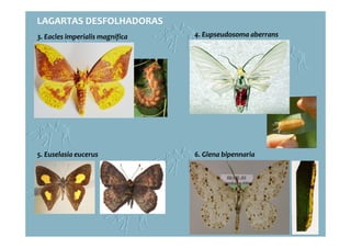 LAGARTAS DESFOLHADORAS
5. Euselasia eucerus 6. Glena bipennaria
3. Eacles imperialis magnífica 4. Eupseudosoma aberrans
 