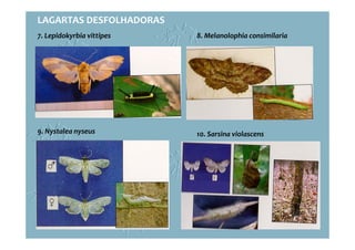 LAGARTAS DESFOLHADORAS
9. Nystalea nyseus 10. Sarsina violascens
8. Melanolophia consimilaria7. Lepidokyrbia vittipes
 