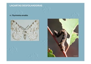 LAGARTAS DESFOLHADORAS
11. Thyrinteina arnobia
 