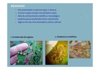 BESOUROS
– tem aumentado a cada ano (spp. e danos);
– ocorrem quase sempre nos primeiros anos;
– falta de conhecimento científico e tecnológico
– espécies pouco preferidas foram cam/mic/ter
– Alguns tem seu ciclo associado a outras culturas
1. Costalimaita ferruginea 2. Gonipterus scutellatus
 