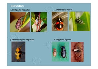 5. Metaxyonycha angustata 6. Migdolus fryanus
3. Heilipodus naevulus 4. Metallactus mosei
BESOUROS
 