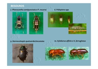 9. Sternocolaspis quatuordecimcostata 10. Xyleborus affinis e X. ferrugineus
8. Psiloptera spp7. Phoracantha semipunctata e P. recurva
BESOUROS
 
