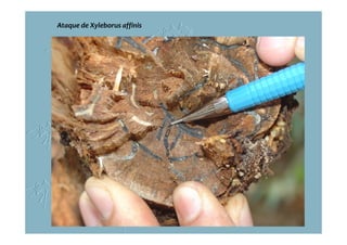 Ataque de Xyleborus affinis
 