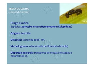 VESPA-DE-GALHA
(Leptocybe invasa)
Praga exótica
Espécie: Leptocybe invasa (Hymenoptera: Eulophidae)
Origem: Austrália
Detecção: Março de 2008 - BA
Via de ingresso: Aérea (visita de florestais da Índia)
Dispersão pelo país: transporte de mudas infestadas e
natural (voo ?).
 