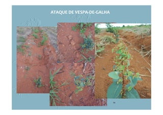 24
ATAQUE DE VESPA-DE-GALHA
 