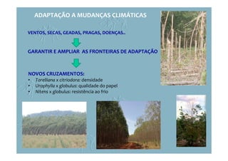ADAPTAÇÃO A MUDANÇAS CLIMÁTICAS
VENTOS, SECAS, GEADAS, PRAGAS, DOENÇAS..
GARANTIR E AMPLIAR AS FRONTEIRAS DE ADAPTAÇÃO
NOVOS CRUZAMENTOS:
• Torelliana x citriodora: densidade
• Urophylla x globulus: qualidade do papel
• Nitens x globulus: resistência ao frio
 