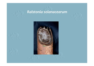 Ralstonia solanacearum
 